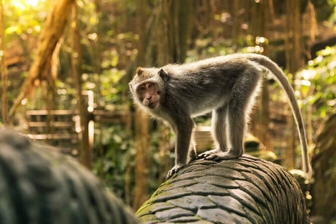 Ubud: Monkey Forest, Rice Terraces and Jungle Swing Tour - Key Highlights You’ll Notice Right Away