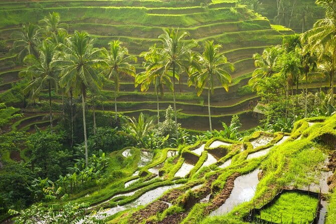 Ubud: Monkey Forest, Rice Terraces and Jungle Swing Tour - Sacred Monkey Forest Sanctuary: Long-Tailed Macaques and a Real Jungle Walk