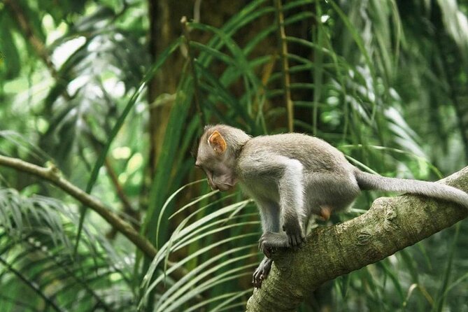 Ubud Monkey Forest, Scenic Rice Terrace with Swing and Waterfall - Why This Ubud Waterfall-and-Rice Day Feels Worth It