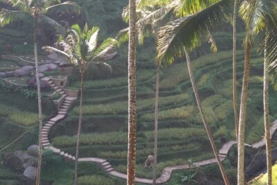Ubud Private & Customize Day Tour - Ubud Town and Art Market: shopping with a plan (not a guess)