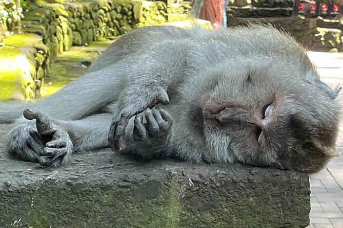 Ubud Private Nature and Temple Tour - Price and value: what $30.55 covers (and what it doesn’t)