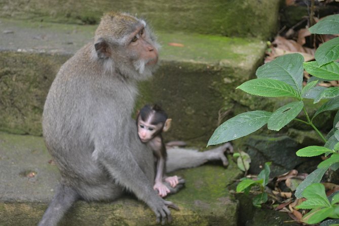 Ubud Private Tour : Choice Your Own Trip - Price and logistics: what you pay for, and what you pay on top