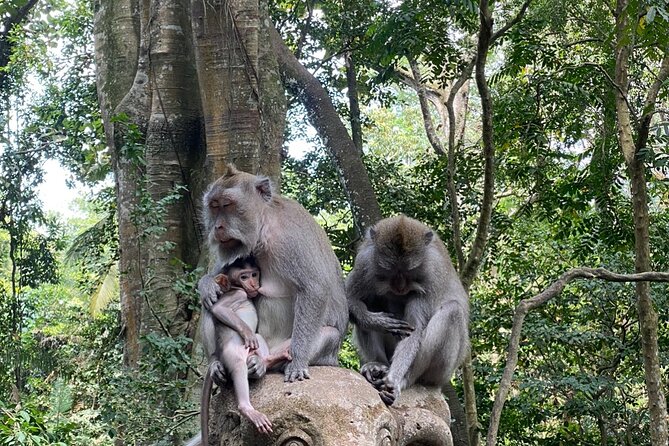 Ubud Private Tour: Monkey Forest, Rice Terrace, Temple, Waterfall - From Seminyak to Ubud: the value of one planned route
