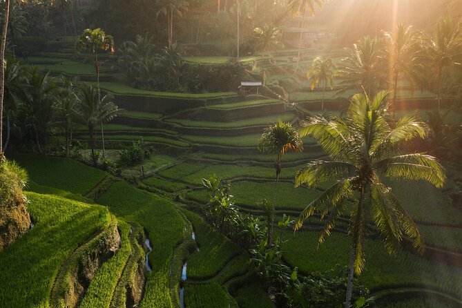Ubud Private Tour - Waterfalls, Water Temple & Rice Terraces - Tirta Empul: joining the purification ritual with the right attitude