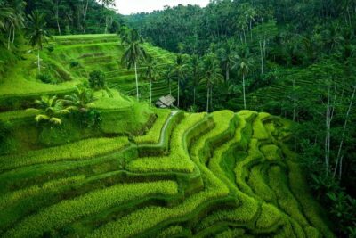 Ubud Private Tours with Jungle Swing Experience - all inclusive - Swing Heaven jungle swing: the photo stop that sets the tone
