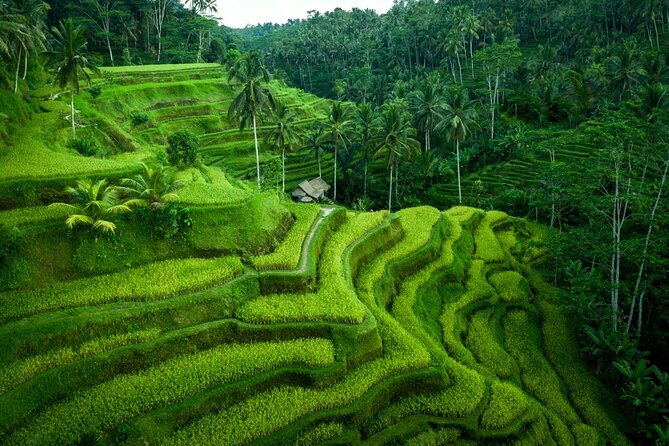 Ubud Private Tours with Jungle Swing Experience - all inclusive - Swing Heaven jungle swing: the photo stop that sets the tone