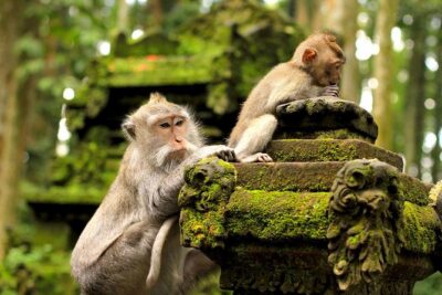 Ubud Sacred Monkey Forest & Art Village Tour - Mas Carving Center: why wood carving is a whole village identity
