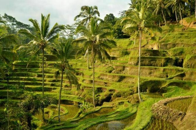 UBUD Spring Temple, Waterfall, Rice Terraces Private Tour - Sacred Monkey Forest Sanctuary: a 45-minute start you can actually enjoy