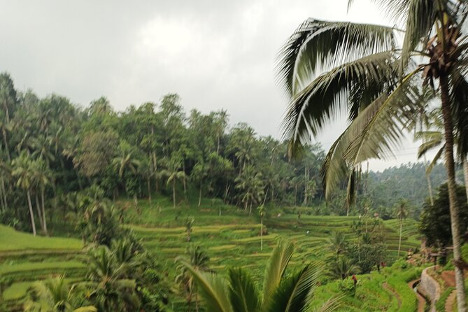 UBUD : Temple and Waterfall All Inclusive Day Tour - Stop 2: Tirta Empul Temple and the sacred pool experience