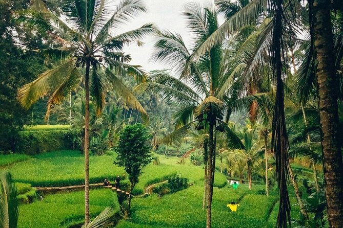 Ubud Temples, Waterfalls, Rice Terraces & Balinese Culture - Stop 2: Sacred Monkey Forest Sanctuary and How to Handle the Monkeys