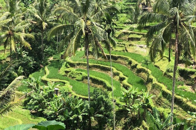 Ubud Temples, Waterfalls, Rice Terraces & Balinese Culture - Stop 3: Tegalalang Rice Terrace Views That Reward a Slow Walk