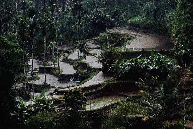 Ubud Top Tours to Discover Bali’s Cultural and Natural Wonders - Stop 2: Ulu Petanu Waterfall and Natural Pool Time