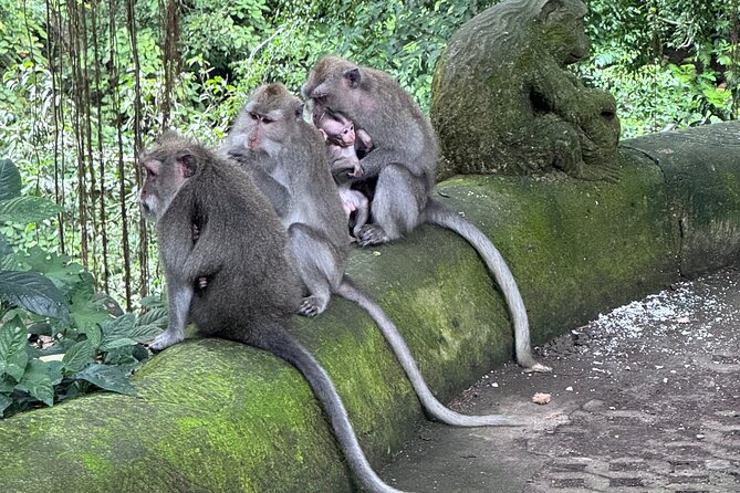 Ubud Top Tours to Discover Bali’s Cultural and Natural Wonders - Pickup From Kuta (and Easy Starts From the Airport or Harbour)