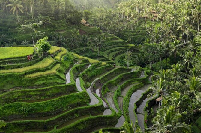 Ubud Tour-All Inclusive with Jungle Swing And Lunch - Price and what you’re really getting for $60