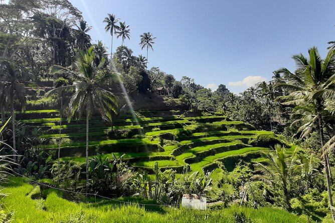 Ubud Tour - Highlights of Ubud - Key things to know before you go