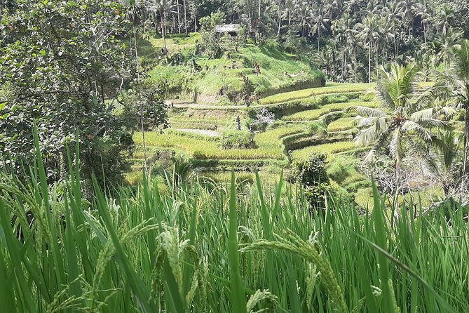 Ubud Tour - Highlights of Ubud - Stop 5: D Alas Warung lunch with Balinese choices