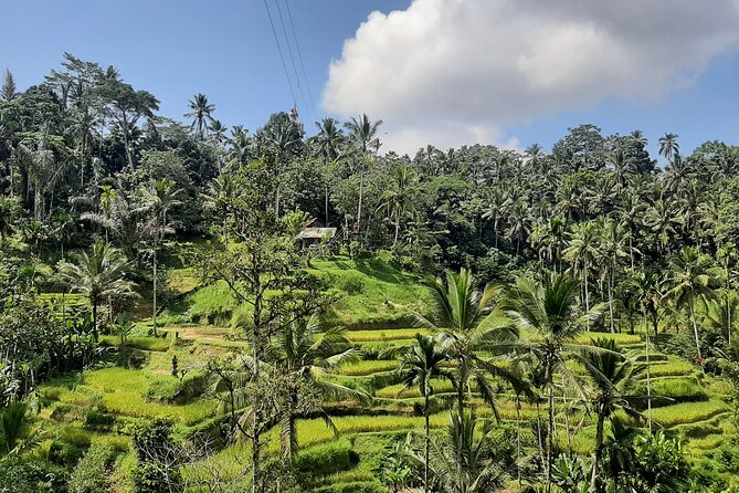 Ubud Tour - Highlights of Ubud - Stop 6: Sacred Monkey Forest Sanctuary and how to enjoy it