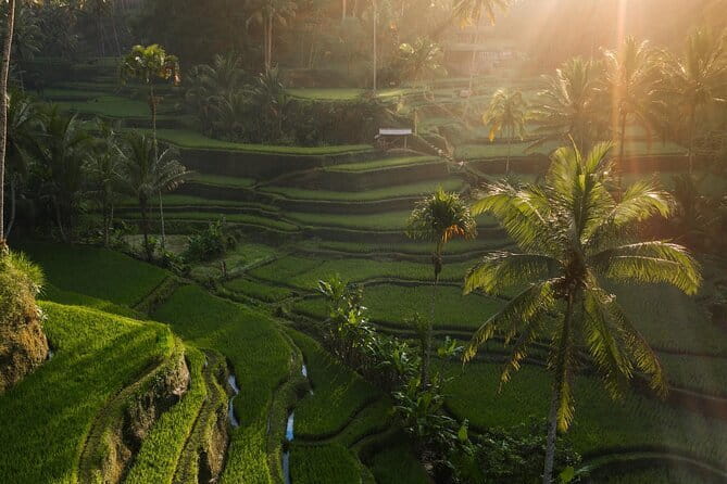 Ubud Tour Water Temple with Jungle Swing - How the Day Flows in Ubud: Macaques, Temples, Terraces, Swing, Waterfall