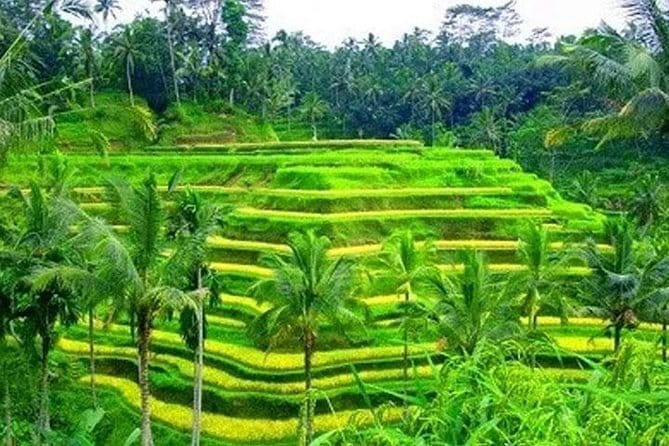 Ubud Tour Water Temple with Jungle Swing - Stop 4: Ubud Jungle Swing for Big Valley Views and Photo-Ready Moments