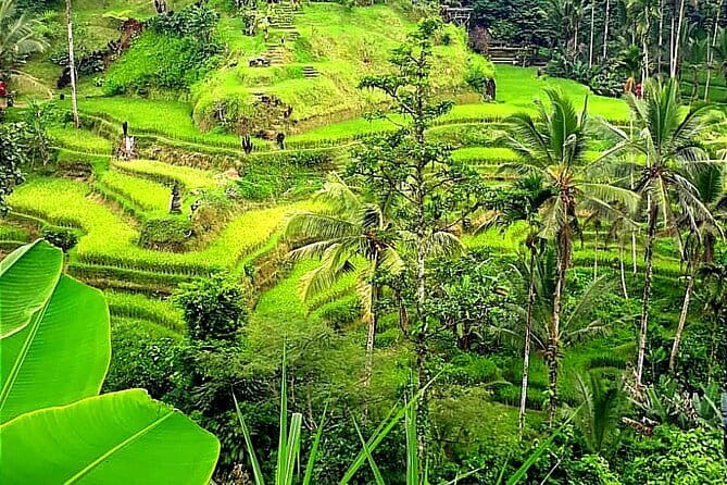 Ubud Tour with all includes - Value check: what you really get for about $35