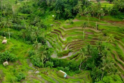 Ubud VW Safari Bali Tour - Volkswagen Classic Car Trip - Price, time, and where pickup really comes from