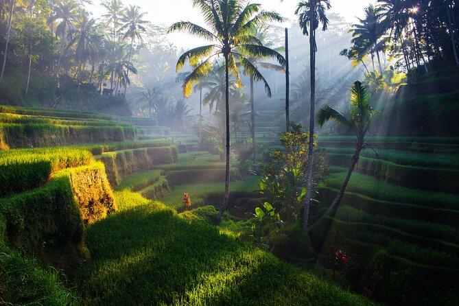 Ubud waterfall, rice terraces, and swing explore - Guides and timing: what “good service” looks like on this route