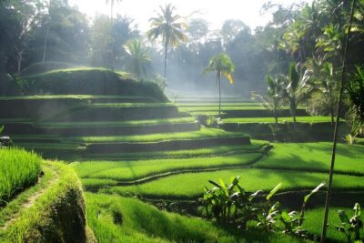 Ubud: Waterfalls, Water Temple & Rice Terraces Private Tour - Tegalalang Rice Terrace: the view plus the Subak system