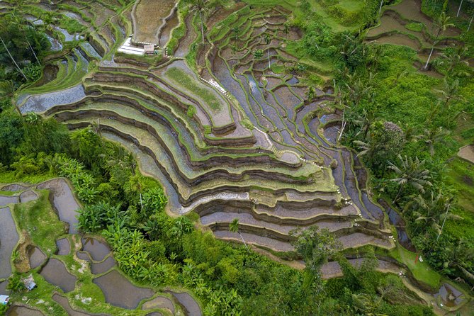 Ubud White Water Rafting, Rice Terrace and Jungle Swing - Buffet Lunch Near the River, Plus a Coffee Plantation Tour
