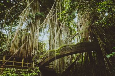 Ultimate Ubud Experience All Inclusive Private Day Tour - Sacred Monkey Forest Sanctuary: a must-see with rules you should respect