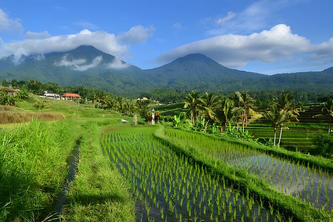 UNESCO Jatiluwih Rice Terrace and Tanah Lot Sunset Tour - Key Highlights You’ll Care About
