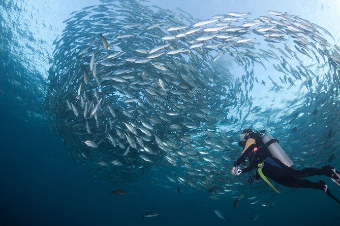 USS Liberty Shipwreck Scuba Diving at Tulamben Bali - Second wreck swim at the Liberty: coral, tunnels, and critters worth slowing down for