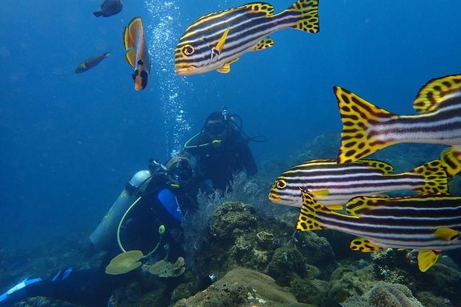 USS Liberty Shipwreck Scuba Diving at Tulamben Bali - Transfers, lunch, and shower facilities: where comfort adds real value