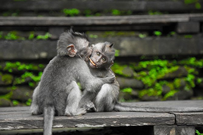 Utterly Ubud - Barong & Kris Dance: Where Ubud Culture Gets Real