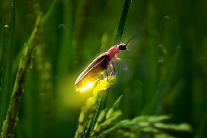 VIllage Firefly Night Tour - Ubud Bali - The Best Way to Get More From This Tour