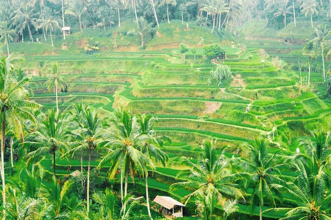 Volcano Jeep Adventure and Ubud Tour - Value check: is $85 a fair deal for this day?