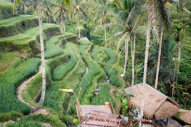 Water Rafting adventure with Jungle Swing & rice terraces - Tegalalang Rice Terrace: A Classic Stop With Real View Time