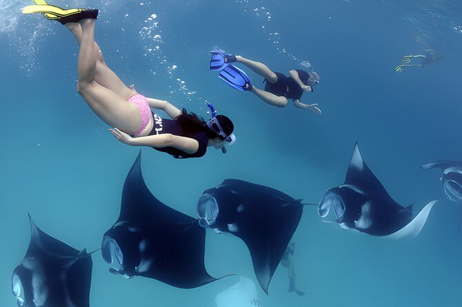West Nusa Penida Island Snorkeling Tour - From Bali Island - Crystal Bay: turtles, coral, and that eye-to-eye feeling
