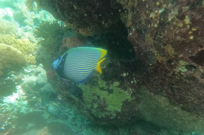 West Nusa Penida With Snorkeling Private Guided Tour - Kelingking Beach Viewpoint Photos With a Local Guide