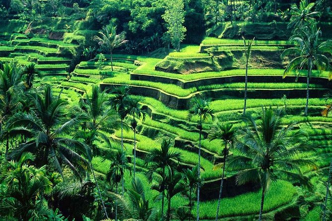 Wonderful Of Ubud Tours - Door-to-door logistics in Ubud (and why it matters on a hot day)